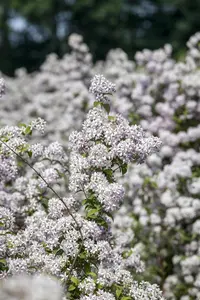 Deutzia hybrida 'Mont Rose' - 7.5 Ltr pot - image 4