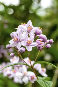 Deutzia hybrida 'Mont Rose' - 10 Ltr pot - image 3