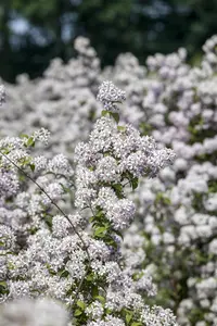 Deutzia hybrida 'Mont Rose' - C3.5 - image 3