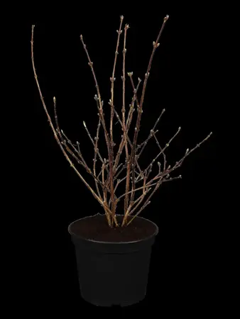 Deutzia hybrida 'Mont Rose' - 3 Ltr pot - image 1