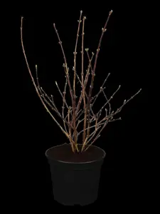 Deutzia hybrida 'Mont Rose'