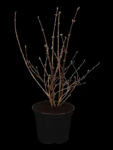 Deutzia hybrida 'Mont Rose' - 7.5 Ltr pot - image 5