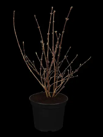 Deutzia hybrida 'Mont Rose' - 10 Ltr pot - image 1