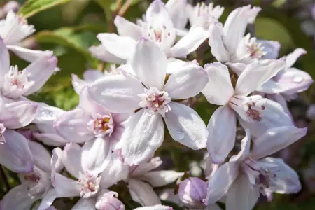 Deutzia hybrida 'Mont Rose' - LINERS 18 CEL TRAY P9 SIZE - image 2