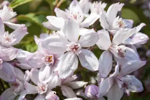 Deutzia hybrida 'Mont Rose' - LINERS 18 CEL TRAY P9 SIZE - image 2