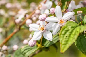 Deutzia hybrida 'Mont Rose' - 40-50 CM C6.5 - image 5