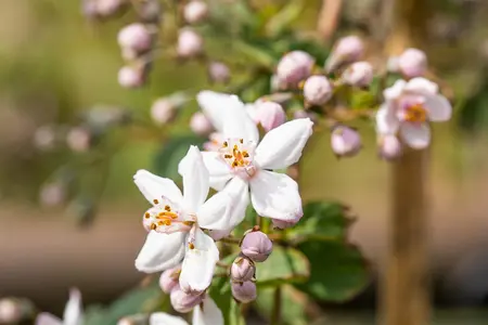 Deutzia hybrida 'Mont Rose' - 10 Ltr pot - image 5