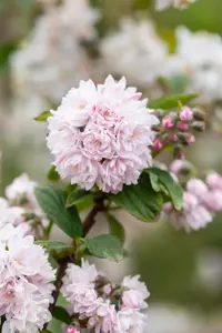 Deutzia hybrida 'Pink Pom-Pom' - LINERS 18 CEL TRAY P9 SIZE - image 2