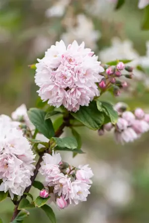 Deutzia hybrida 'Pink Pom-Pom' - LINERS 18 CEL TRAY P9 SIZE - image 3