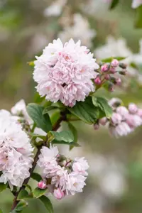 Deutzia hybrida 'Pink Pom-Pom' - LINERS 18 CEL TRAY P9 SIZE - image 3