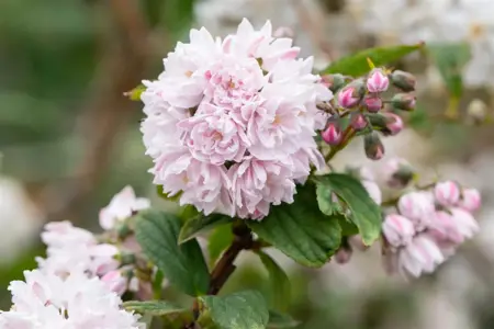 Deutzia hybrida 'Pink Pom-Pom' - LINERS 18 CEL TRAY P9 SIZE - image 1