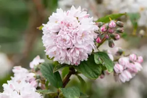 Deutzia hybrida 'Pink Pom-Pom'