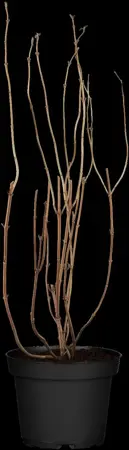 Deutzia magnifica - 3 Ltr pot - image 1