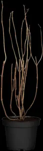 Deutzia magnifica