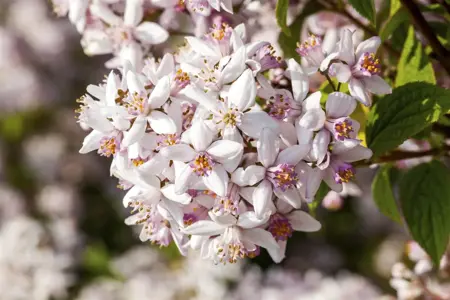 Deutzia rosea - 40-60 CM C2