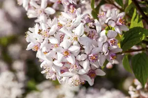 Deutzia rosea - 40-60 CM C2
