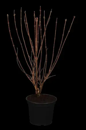 Deutzia scabra - 40-60 CM 2-3 br. - image 2