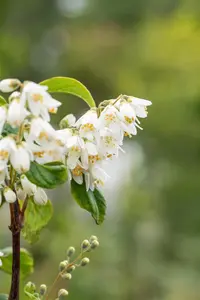 Deutzia scabra - 80-100 CM C2 - image 3