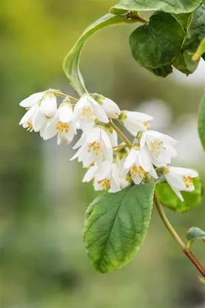 Deutzia scabra - 100-125 CM C5 - image 3