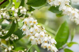Deutzia scabra - 2 Ltr pot - image 5