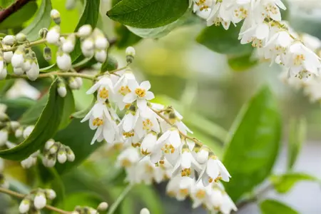 Deutzia scabra - 40-60 CM C2 - image 5