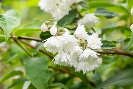 Deutzia scabra - 80-100 CM C2 - image 5