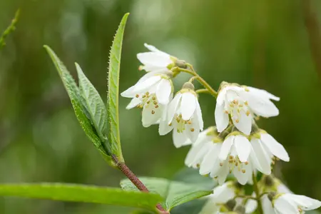 Deutzia scabra - 40-60 CM BR - image 5