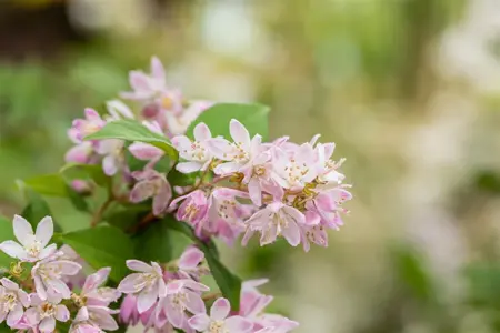 Deutzia scabra 'Codsall Pink' - P9 - image 1