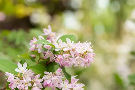 Deutzia scabra 'Codsall Pink' - P9 - image 2