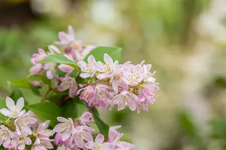 Deutzia scabra 'Codsall Pink' - 3 Ltr pot - image 1