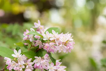 Deutzia scabra 'Codsall Pink' - 3 Ltr pot - image 2