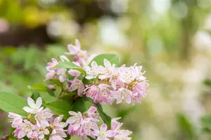 Deutzia scabra 'Codsall Pink' - 3 Ltr pot - image 2