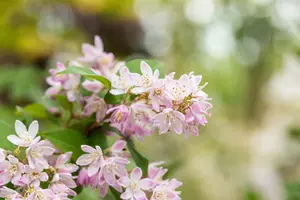 Deutzia scabra 'Codsall Pink' - 3 Ltr pot - image 3