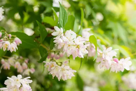 Deutzia scabra 'Codsall Pink' - 3 Ltr pot - image 4
