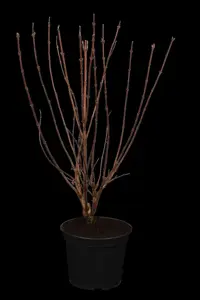 Deutzia scabra 'Plena' - 30-40 CM C2 - image 1