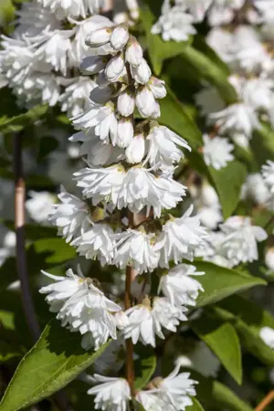 Deutzia scabra 'Plena' - 200-225 CM C5 - image 4