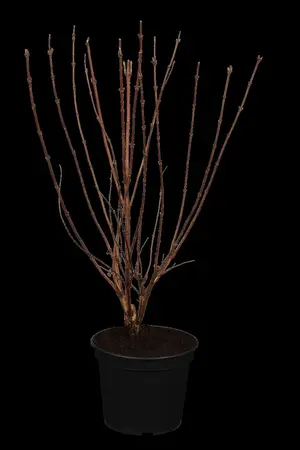 Deutzia scabra 'Plena' - 80-100 CM C3 - image 1