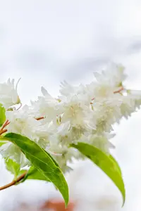 Deutzia scabra 'Plena' - 1.5 Ltr pot - image 5