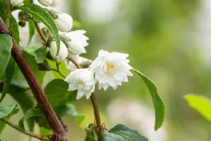 Deutzia scabra 'Plena' - 30-40 CM C2 - image 5