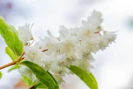 Deutzia scabra 'Plena' - 30-40 CM C6 - image 4