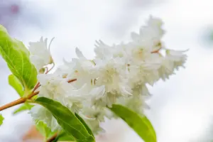 Deutzia scabra 'Plena' - 30-40 CM C6 - image 4