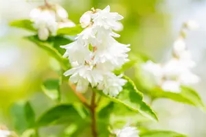 Deutzia scabra 'Plena' - 60-80 CM C7.5 - image 5