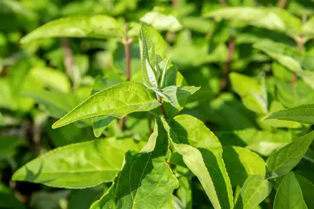 Deutzia scabra 'Plena' - 40-60 CM C3 - image 2