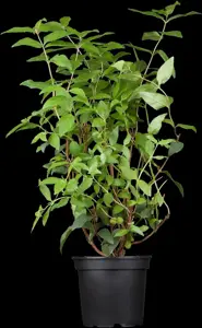 Deutzia scabra 'Plena' - 5 Ltr pot - image 3