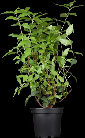Deutzia scabra 'Plena' - 30-40 CM C2 - image 3