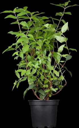 Deutzia scabra 'Plena' - 80-100 CM C3 - image 3