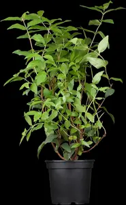 Deutzia scabra 'Plena' - 50-60 CM C3 - image 3