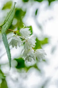 Deutzia scabra 'Pride of Rochester' - 150-175 CM C20 - image 3
