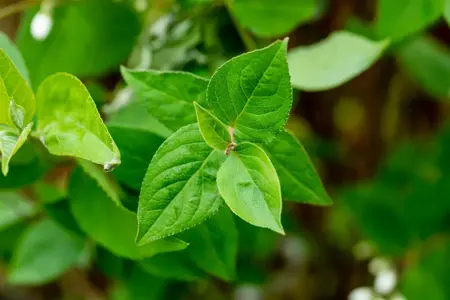 Deutzia scabra 'Pride of Rochester' - 150-175 CM RB - image 2