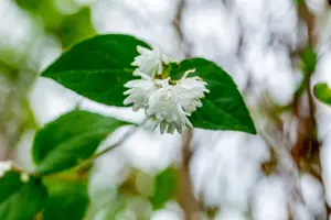 Deutzia scabra 'Pride of Rochester' - 150-175 CM C20 - image 3
